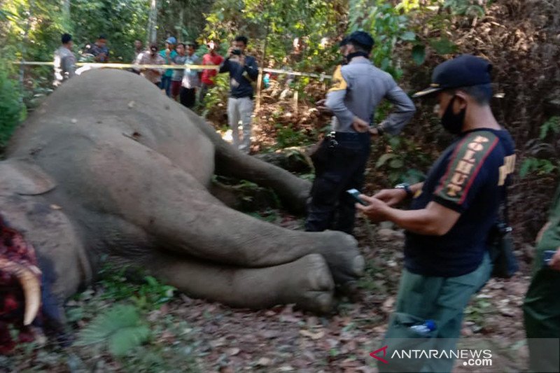 Seekor Gajah Sumatra Dibunuh di Riau - INSPIRASI KITA