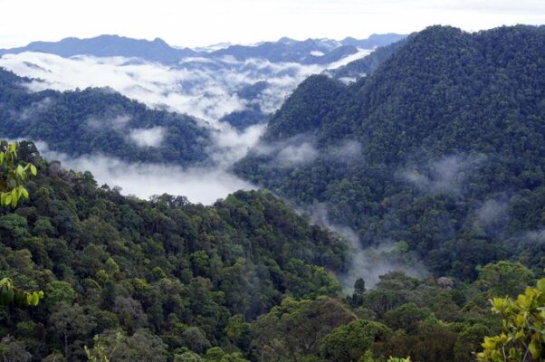 Gubernur Riau Usul Suaka Margasatwa Rimbang Baling Menjadi Taman