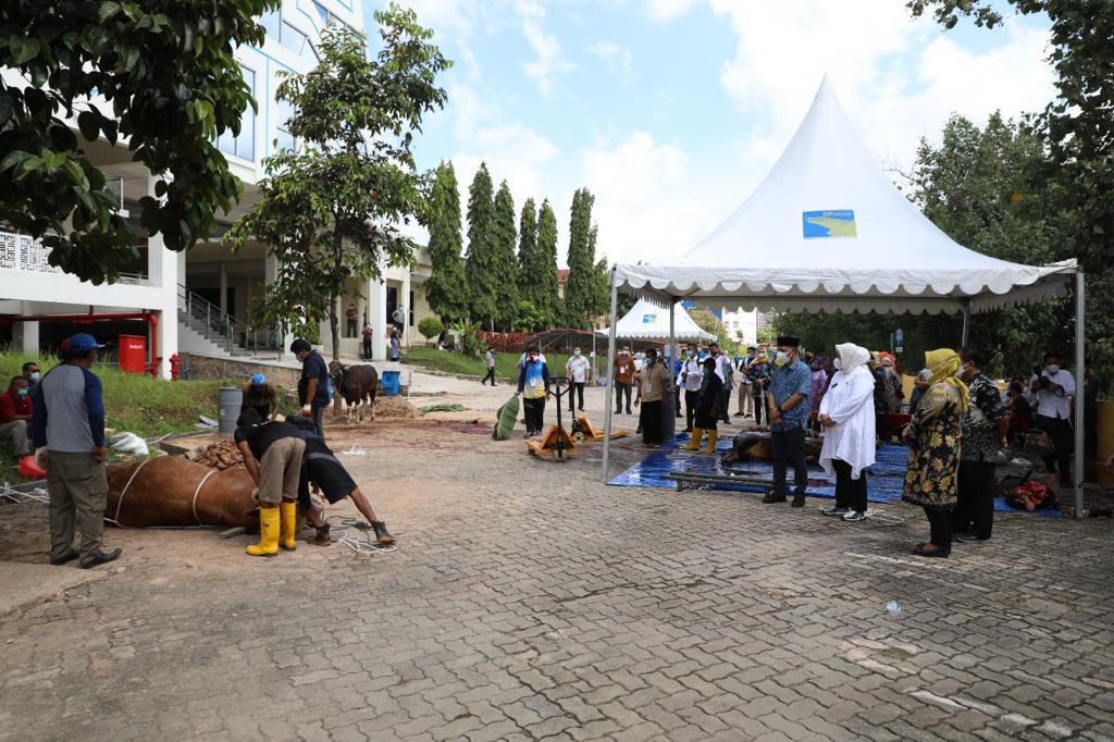 Idul Adha 1442 H, BP Batam Berkurban 17 Ekor Sapi dan 35 Ekor Kambing (foto : hms)